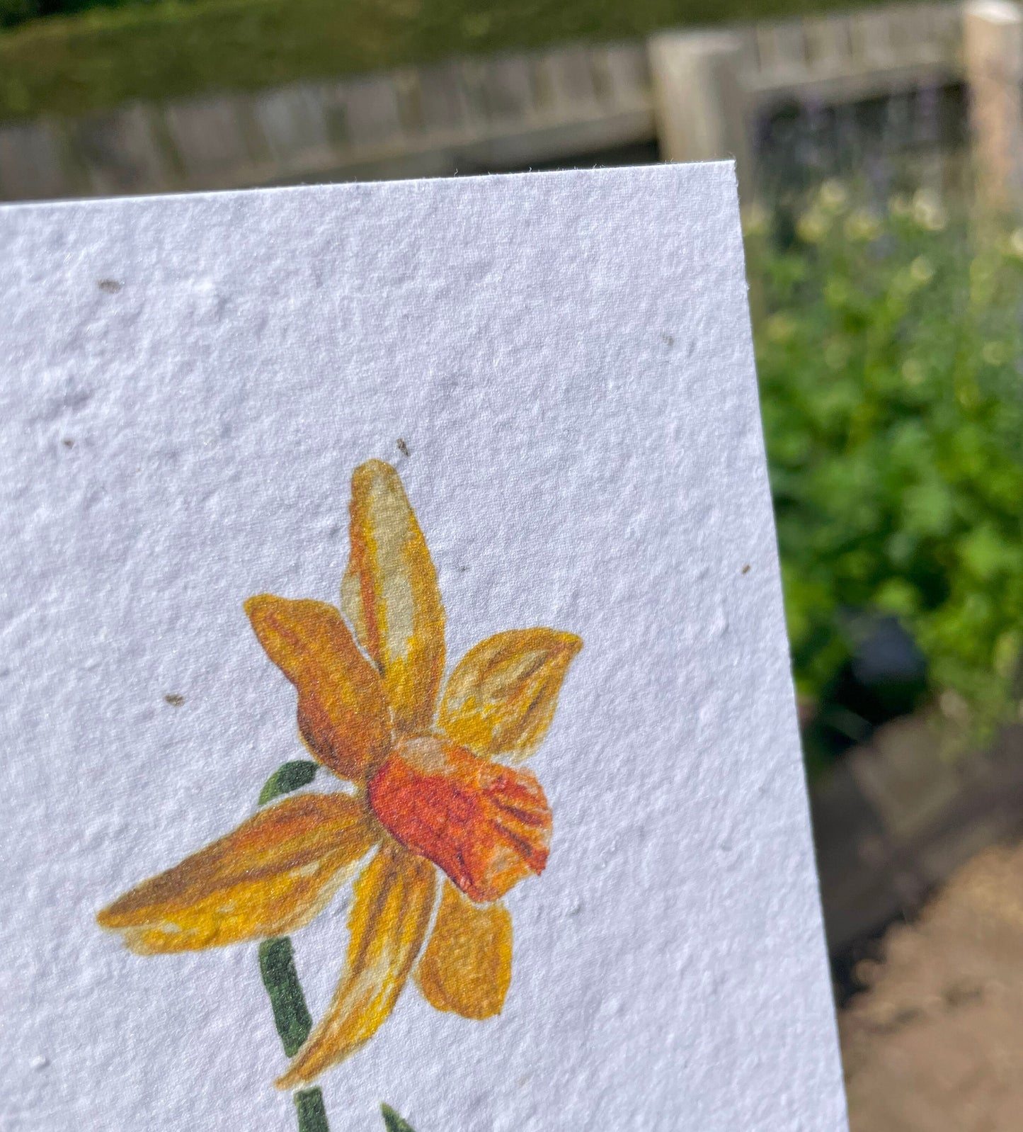 Daffodil Seed Paper Card