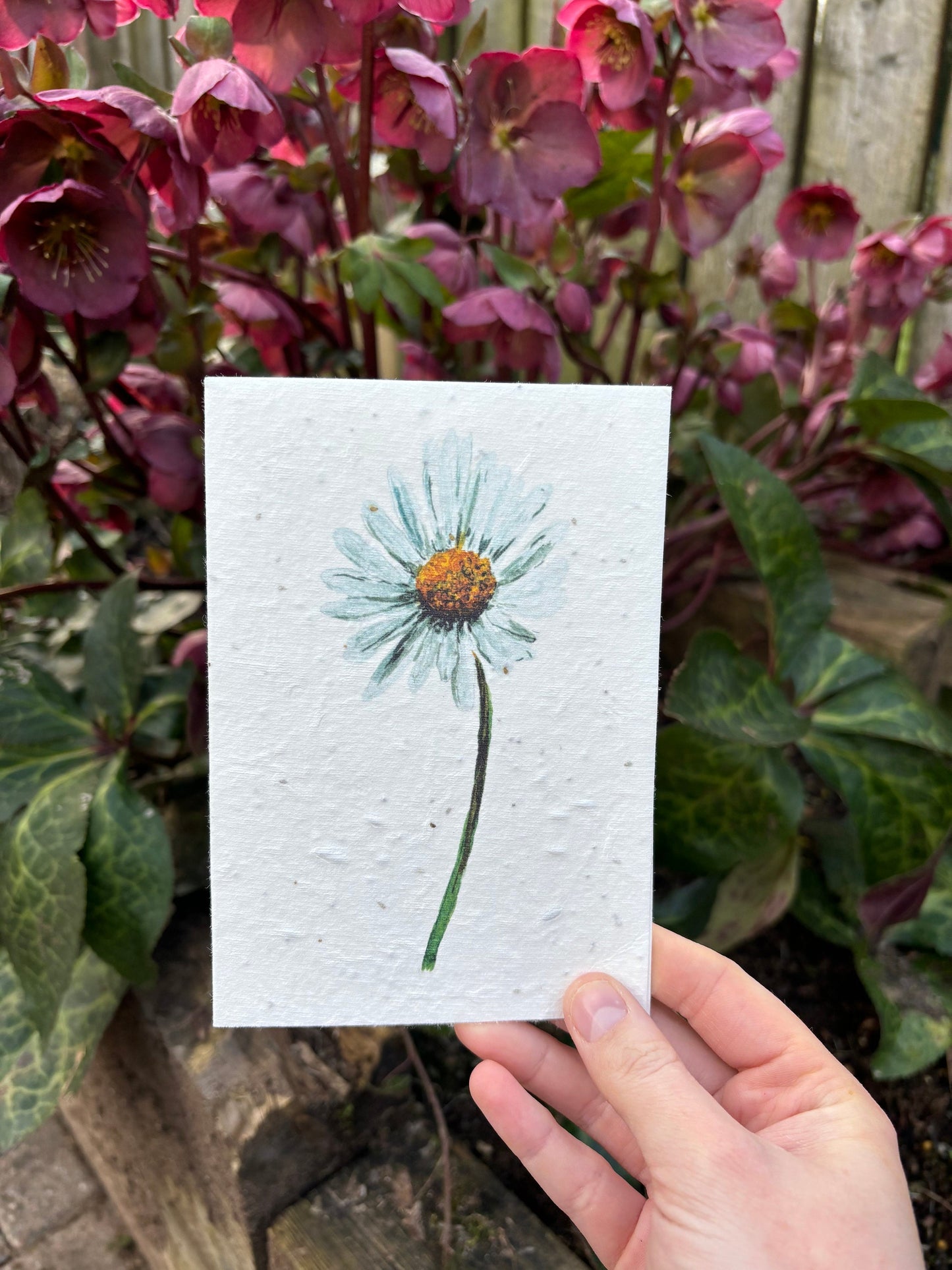 Daisy Seed Paper Card