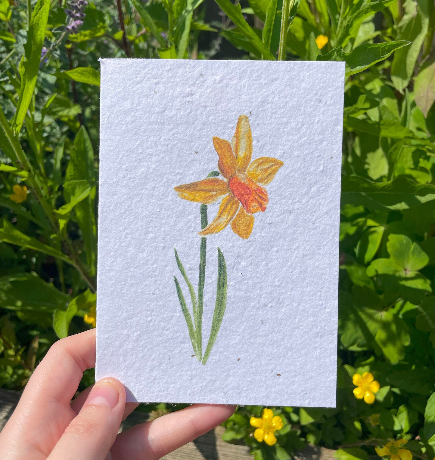 Daffodil Seed Paper Card