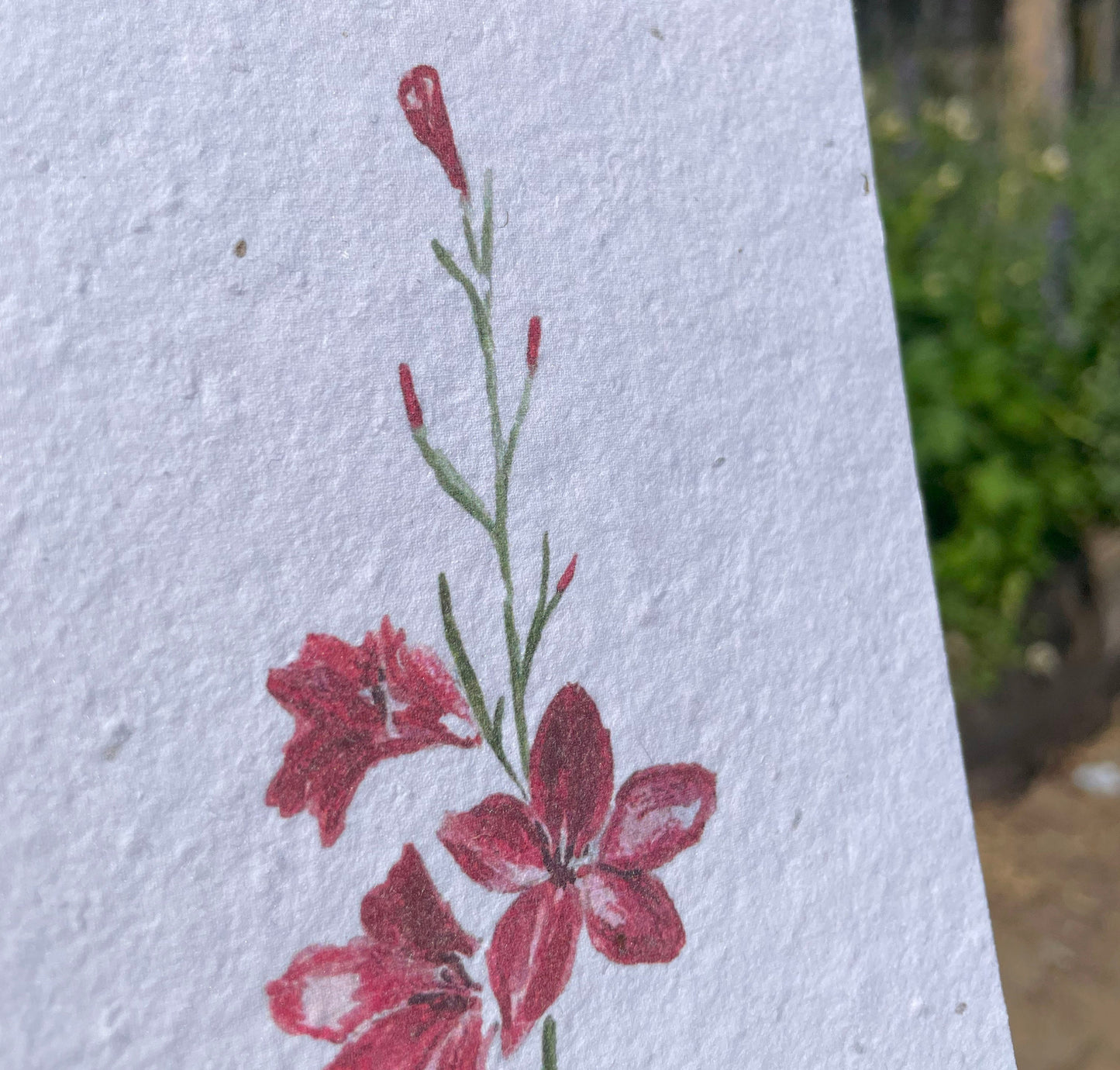 Gladiolus Seed Paper Card